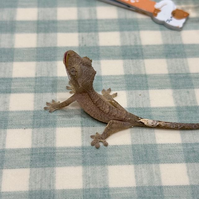 챠콜 카푸치노