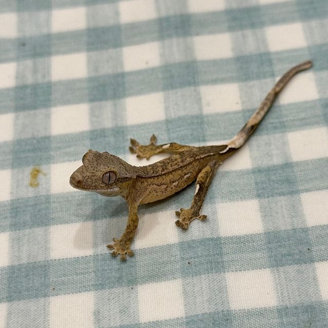 화이트포트홀 옐로우 크림 크림시클