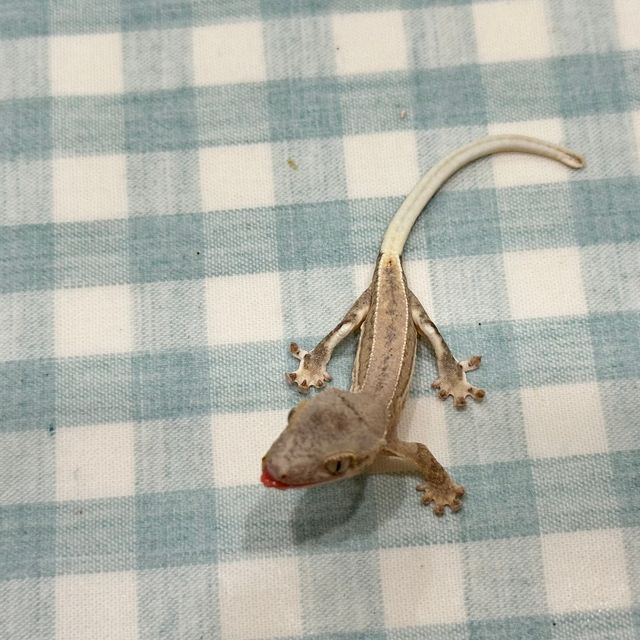크림 옐로우 팬텀 릴리화이트