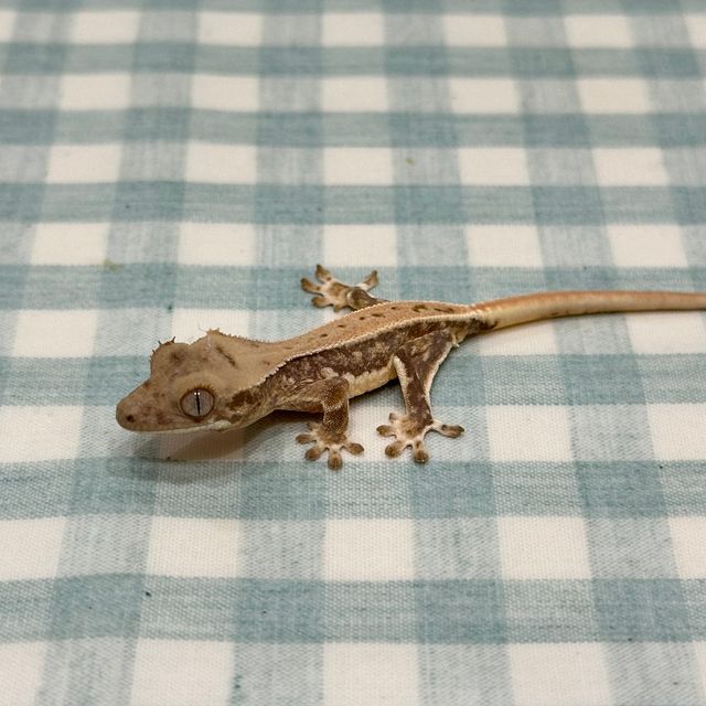 크림 옐로우 릴리화이트