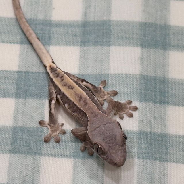 프라푸치노