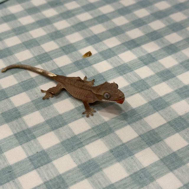 레드 바이