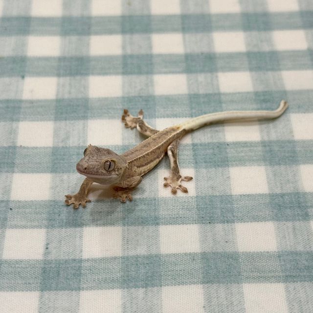 크림 옐로우 팬텀 릴리화이트