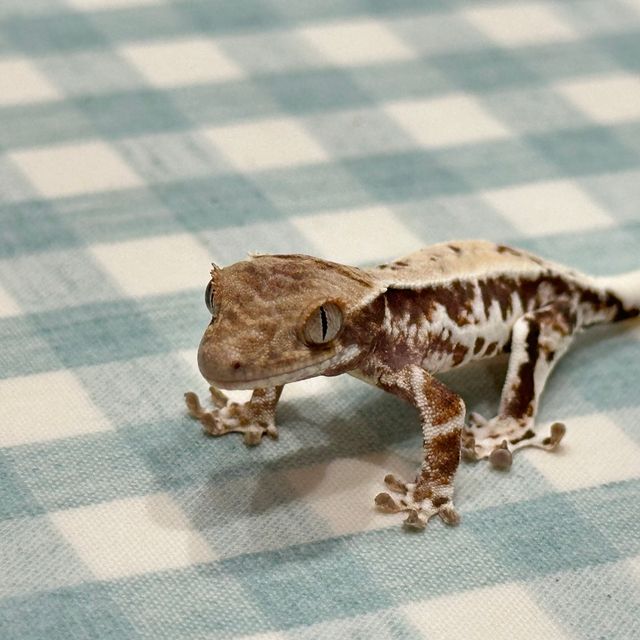 프라푸치노