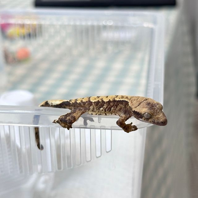 블랙 화이트 트라이 익스트림할리퀸