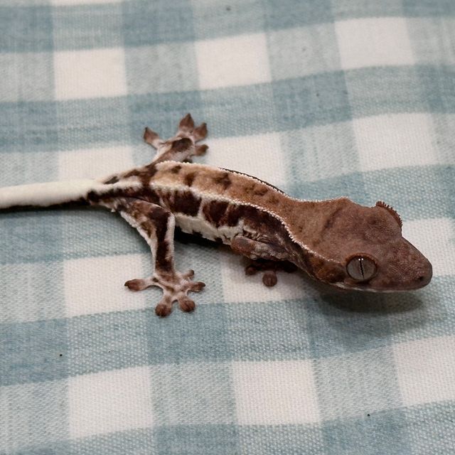 프라푸치노