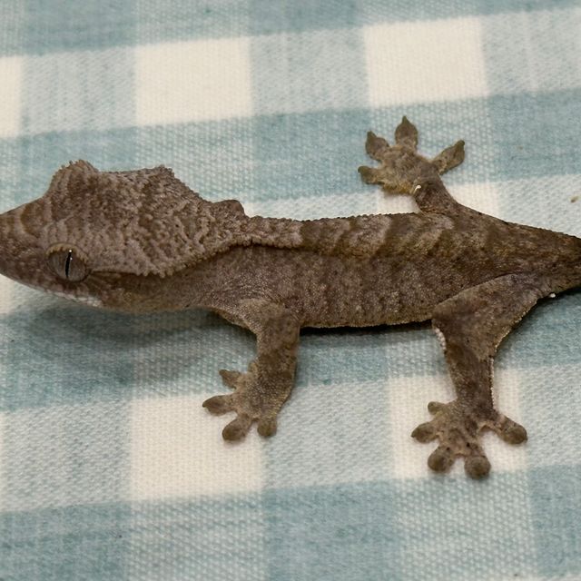 다크 브린들