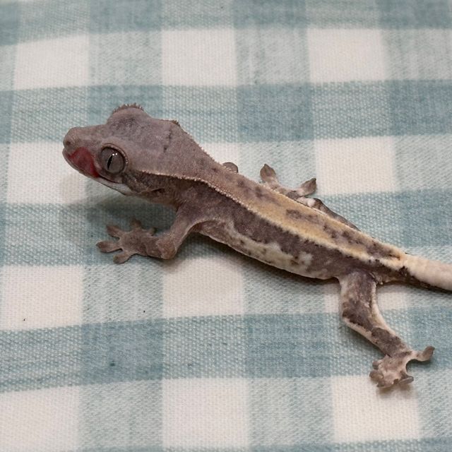 프라푸치노