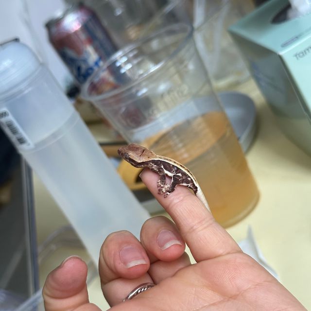 릴리화이트 트라이