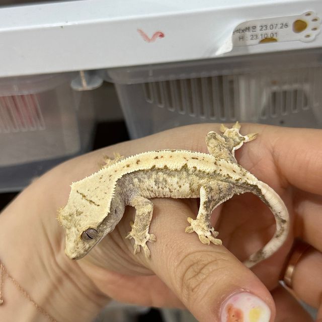 트라이 익스트림할리퀸