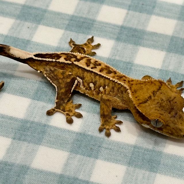풀핀 옐로우 크림시클