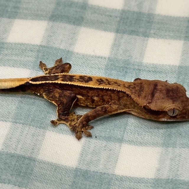 옐로우 풀핀 쿼드 화이트포트홀
