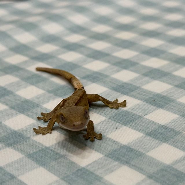 스트로베리 레드