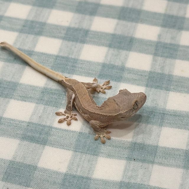 릴리화이트 팬텀 크림