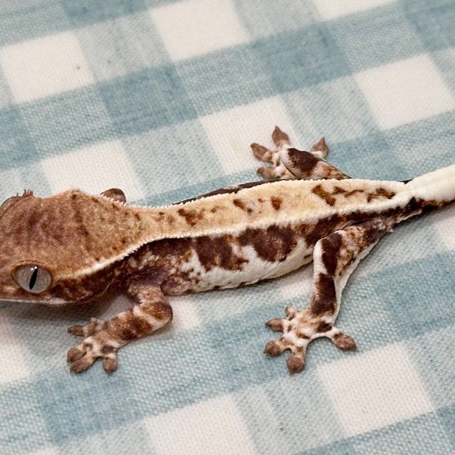 프라푸치노
