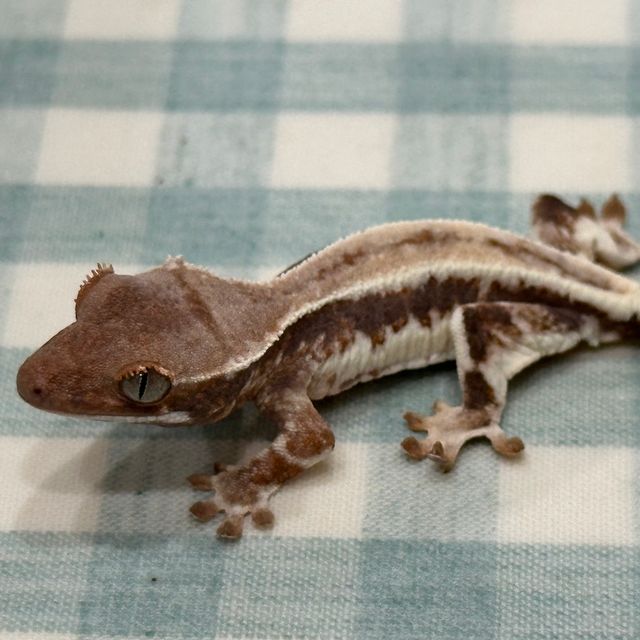 프라푸치노