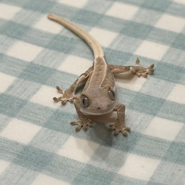 릴리화이트 팬텀 옐로우