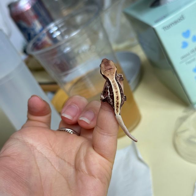 릴리화이트 트라이