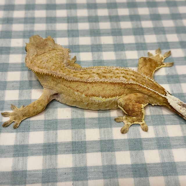 팬텀 옐로우 크림 크림시클