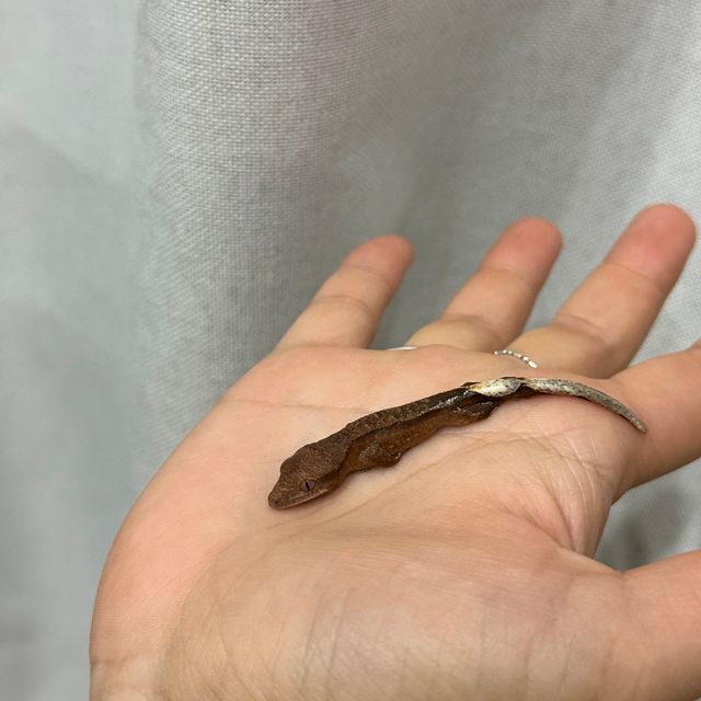 레드 스트로베리