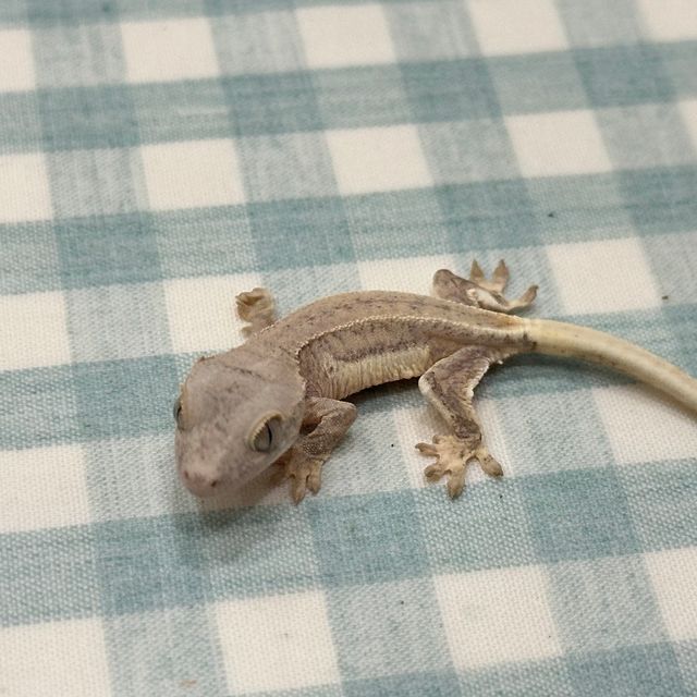 크림 팬텀 릴리화이트