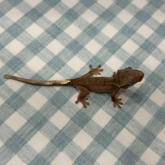 레드 바이
