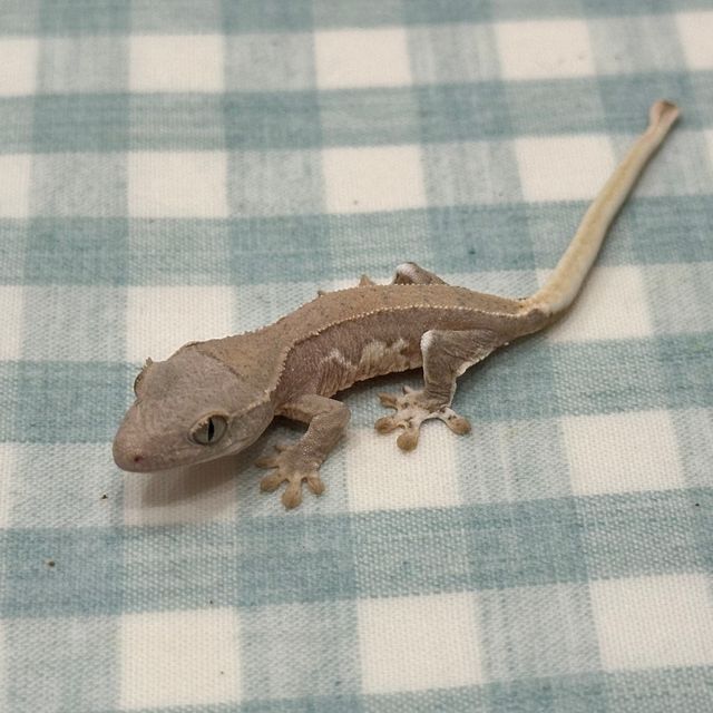 릴리화이트 팬텀 크림
