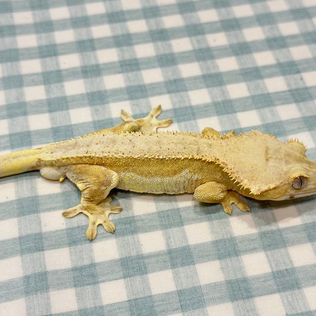 릴리화이트 팬텀 옐로우 크림 크림시클
