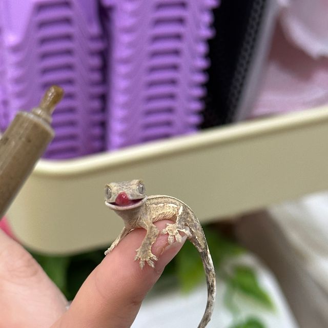 노멀 크림시클 크림