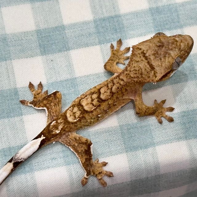 브린들 옐로우 크림