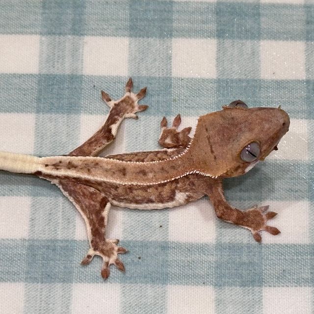 릴리화이트 팬텀 풀핀 옐로우 크림