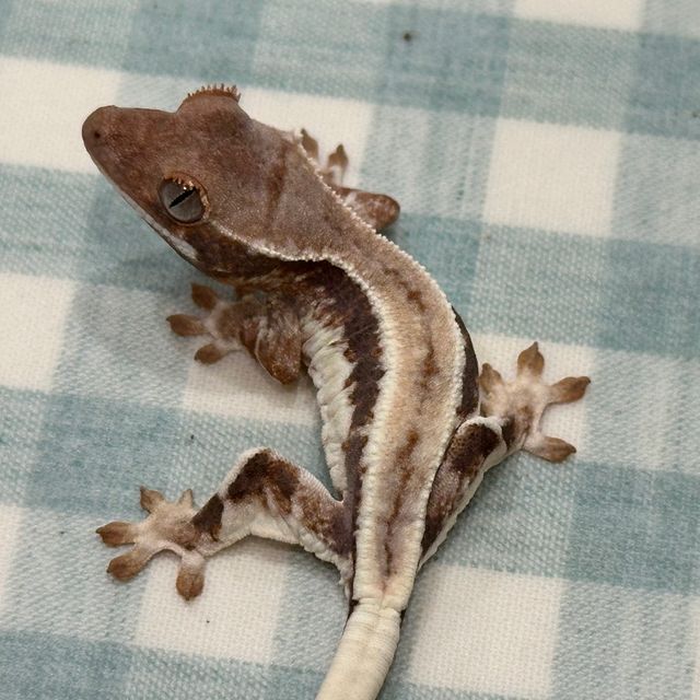 프라푸치노