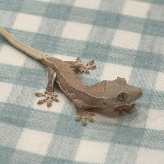 릴리화이트 팬텀 크림