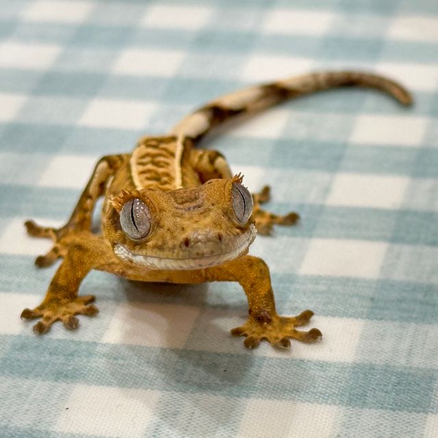 풀핀 옐로우 크림시클