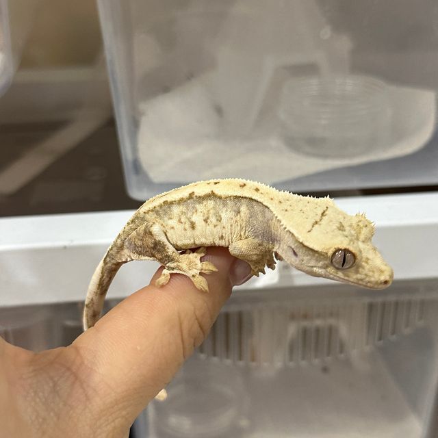 트라이 익스트림할리퀸