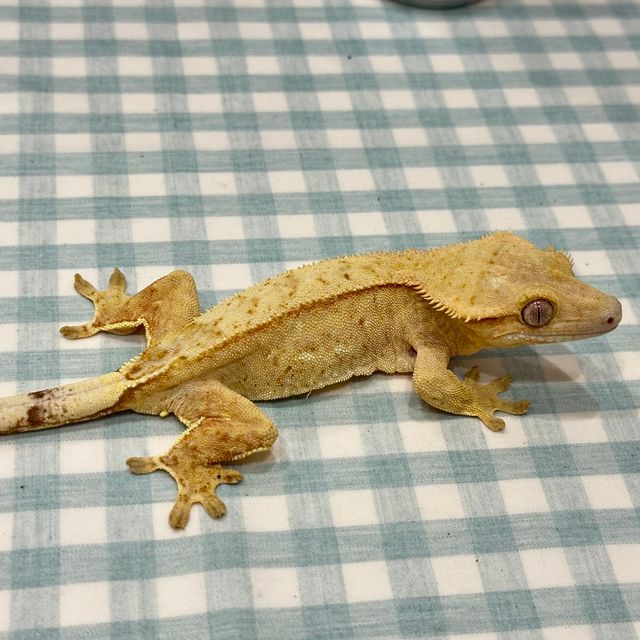 옐로우 크림 크림시클