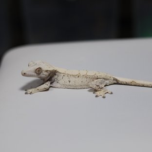 노멀 트라이 익스트림할리퀸 화이트스팟 드리피 화이트