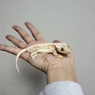 옐로우 크림시클 릴리화이트