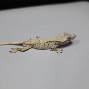 노멀 화이트스팟