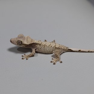 찰스헤라 풀커버