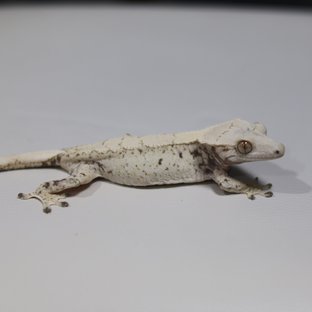 노멀 트라이 익스트림할리퀸 화이트스팟 드리피 화이트