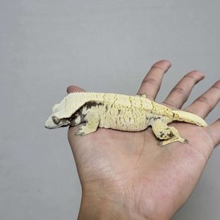 비너스
