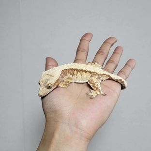 트라이 익스트림할리퀸 레드