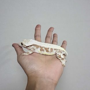 레드 릴리화이트