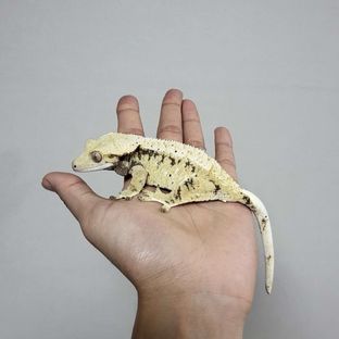 노멀 트라이 익스트림할리퀸