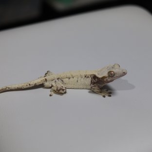 노멀 트라이 드리피 화이트스팟 화이트