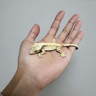 레몬캔디