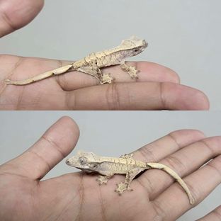 찰스x레인
