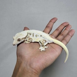상아