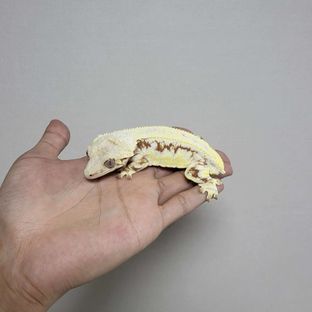 테라